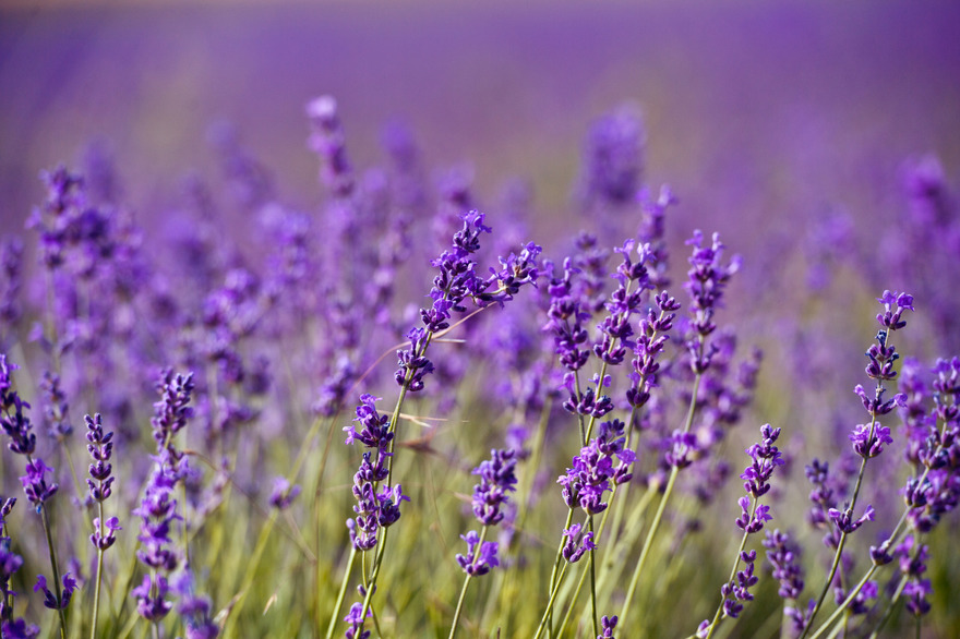 Tour Banner Verdon Gorge and Fields of Lavender: Full-Day Tour